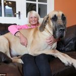 Presley, o Scooby-Doo da vida real6