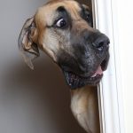 Presley, o Scooby-Doo da vida real7