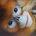 Rhinopithecus, ou macaco de nariz dourado1