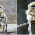 Rhinopithecus, ou macaco de nariz dourado2