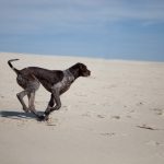 cachorros podem sentir se uma pessoa é má ou não2