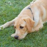 cachorros podem sentir se uma pessoa é má ou não3