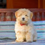 cachorros podem sentir se uma pessoa é má ou não4