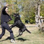cachorros podem sentir se uma pessoa é má ou não6