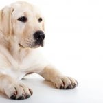 cachorros podem sentir se uma pessoa é má ou não7