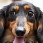 cachorros podem sentir se uma pessoa é má ou não8