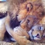 13 fotos positivas carregadas de felicidade e uma garantida onda de boas energias-capa