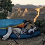 13 fotos positivas carregadas de felicidade e uma garantida onda de boas energias1