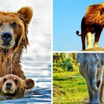 18 animais bebê que vão derreter o coração de qualquer pessoa e você não será exceção-capa