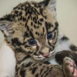 18 animais bebê que vão derreter o coração de qualquer pessoa e você não será exceção1