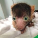 18 animais bebê que vão derreter o coração de qualquer pessoa e você não será exceção10