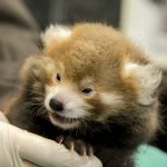 18 animais bebê que vão derreter o coração de qualquer pessoa e você não será exceção12