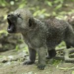 18 animais bebê que vão derreter o coração de qualquer pessoa e você não será exceção13