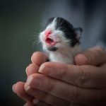 18 animais bebê que vão derreter o coração de qualquer pessoa e você não será exceção15