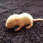 18 animais bebê que vão derreter o coração de qualquer pessoa e você não será exceção16