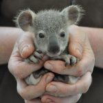 18 animais bebê que vão derreter o coração de qualquer pessoa e você não será exceção17