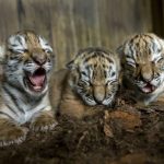 18 animais bebê que vão derreter o coração de qualquer pessoa e você não será exceção18