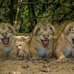 18 animais bebê que vão derreter o coração de qualquer pessoa e você não será exceção2