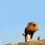 18 animais bebê que vão derreter o coração de qualquer pessoa e você não será exceção20