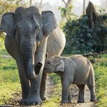 Mary Evans - Ardea HD Sept 2013