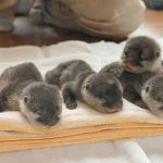 18 animais bebê que vão derreter o coração de qualquer pessoa e você não será exceção3