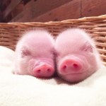 18 animais bebê que vão derreter o coração de qualquer pessoa e você não será exceção4