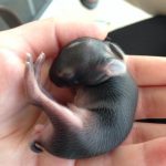 18 animais bebê que vão derreter o coração de qualquer pessoa e você não será exceção5