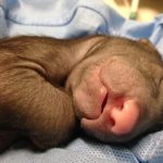 18 animais bebê que vão derreter o coração de qualquer pessoa e você não será exceção6