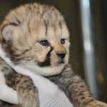 18 animais bebê que vão derreter o coração de qualquer pessoa e você não será exceção7