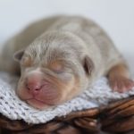 18 animais bebê que vão derreter o coração de qualquer pessoa e você não será exceção8