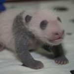 18 animais bebê que vão derreter o coração de qualquer pessoa e você não será exceção9