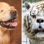 19 animais com estranhas e adoráveis feições que nos irão fazer apaixonar por eles-capa