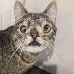 19 animais com estranhas e adoráveis feições que nos irão fazer apaixonar por eles1