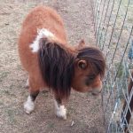 19 animais com estranhas e adoráveis feições que nos irão fazer apaixonar por eles10