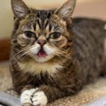 19 animais com estranhas e adoráveis feições que nos irão fazer apaixonar por eles11