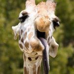 19 animais com estranhas e adoráveis feições que nos irão fazer apaixonar por eles12