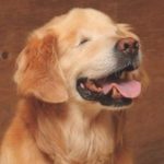 19 animais com estranhas e adoráveis feições que nos irão fazer apaixonar por eles14