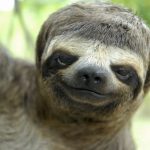 19 animais com estranhas e adoráveis feições que nos irão fazer apaixonar por eles15