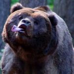 19 animais com estranhas e adoráveis feições que nos irão fazer apaixonar por eles16