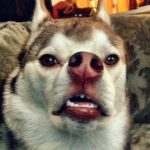 19 animais com estranhas e adoráveis feições que nos irão fazer apaixonar por eles18