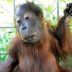 19 animais com estranhas e adoráveis feições que nos irão fazer apaixonar por eles2