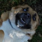 19 animais com estranhas e adoráveis feições que nos irão fazer apaixonar por eles3