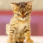 19 animais com estranhas e adoráveis feições que nos irão fazer apaixonar por eles5