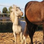 19 animais com estranhas e adoráveis feições que nos irão fazer apaixonar por eles6