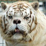 19 animais com estranhas e adoráveis feições que nos irão fazer apaixonar por eles8