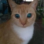 19 animais com estranhas e adoráveis feições que nos irão fazer apaixonar por eles9