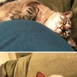 20 fotos emocionantes de animais esperando a chegada de seus irmãozinhos ao mundo10