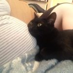 20 fotos emocionantes de animais esperando a chegada de seus irmãozinhos ao mundo12