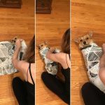 20 fotos emocionantes de animais esperando a chegada de seus irmãozinhos ao mundo14