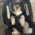 20 fotos emocionantes de animais esperando a chegada de seus irmãozinhos ao mundo15